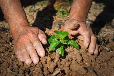 Toprağa filizlenen son sınıf öğrencilerinin yakın çekimi. Çevre kavramı