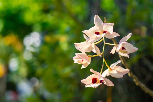 stock image Orchids flower are about to blooming in the garden. The orchids of Thailand are beautiful and famous. Space for text