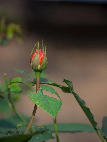 Kleine Rote Rosenblüte Garten Raum Für Text — Stockfoto