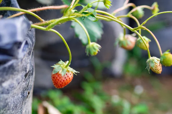 Close-up of strawberries growing on the strawberry tree. Space for text