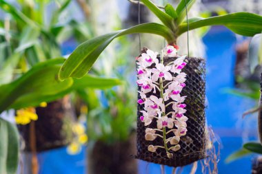 Beyaz ve mor küçük orkidelerin güzelliği bahçede doğal arka planda çiçek açıyor. Metin için boşluk