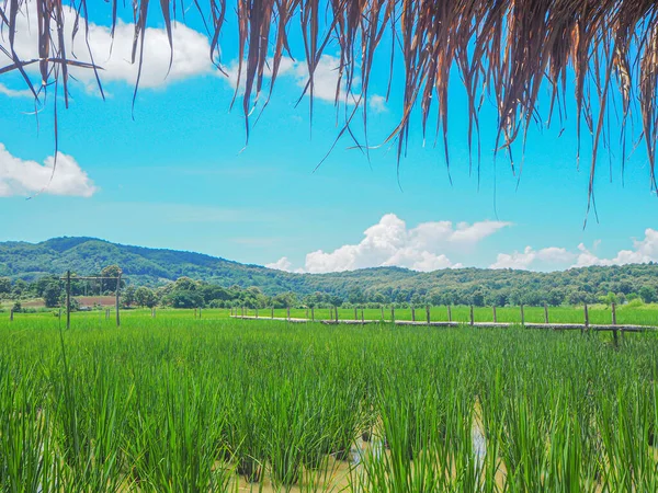 Paisaje Hermoso Campos Arroz Verde Con Cielo Nubes Montañas Fondo —  Fotos de Stock