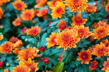 Bahçede turuncu kasımpatı çiçekleri açıyor. Tam kare fotoğraf