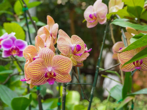 Großaufnahme Von Schönen Hellorangefarbenen Orchideen Blühen Garten Hintergrund Natur — Stockfoto