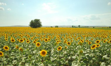 Çok güzel renkleri olan ayçiçekleri