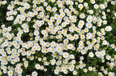 Kır çiçekleri renkli sanat gibi dizilmişler.