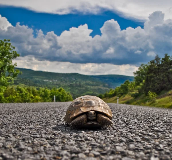 Die Einsamkeit Der Schildkröte Allein Unterwegs lizenzfreie Stockbilder