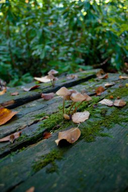 Sonbaharda harika renkleri olan Yedigoller