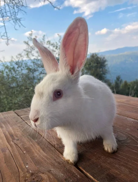 Niedliche Kleine Kaninchen Auf Dem Tisch Stockbild
