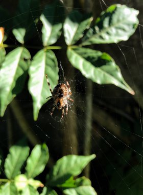 Örümcek bahçede örümcek ağını bekliyor.