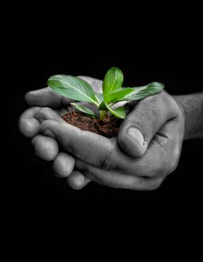 Dünya gününde bir bitkiyi siyah arka planda tutmanın seçici bir görüntüsü..