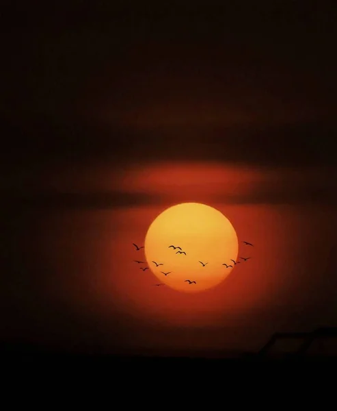 Sonnenuntergang Mit Vögeln Die Über Den Horizont Fliegen — Stockfoto