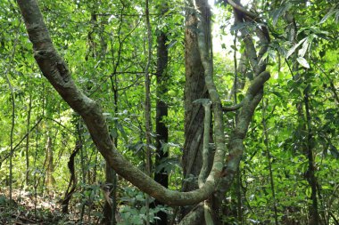 Beşik, sarmaşık Parlak yeşil ormanda