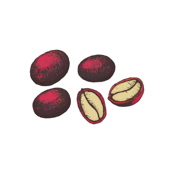 整个咖啡浆果的矢量图解 切割成雕刻风格的颜色 红咖啡水果成熟了包装设计和咖啡店菜单 — 图库矢量图片