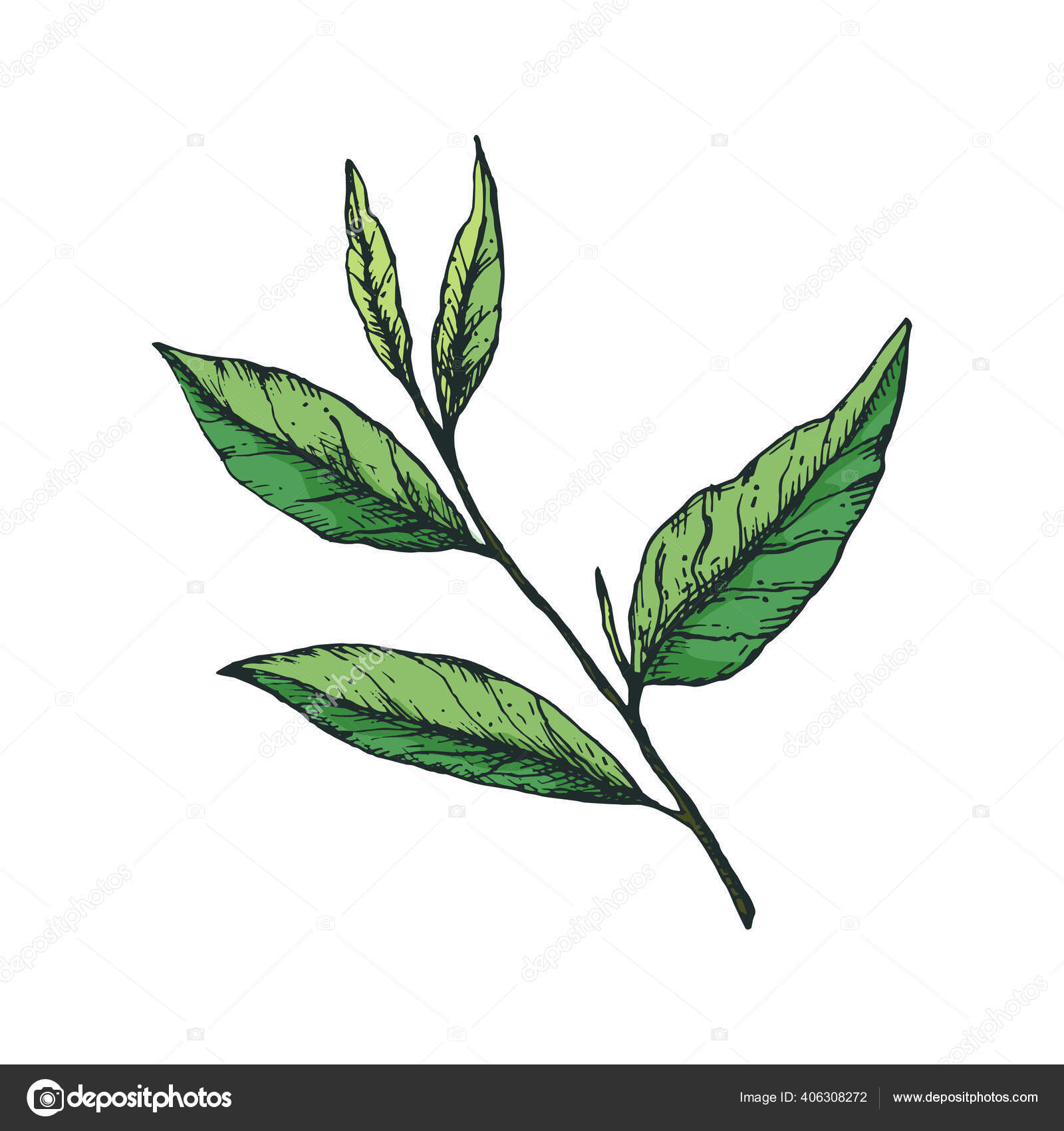 Vector Illustration Branch Green Tea Leaves Freehand Drawing Style ...