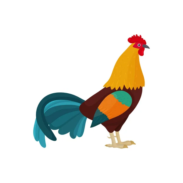尾に青い羽を持つ漫画スタイルの鶏のベクトルイラスト 文字付きの子供の本 服のデザインやポストカードのシンボルやマスコットとして明るい雄鶏 — ストックベクタ