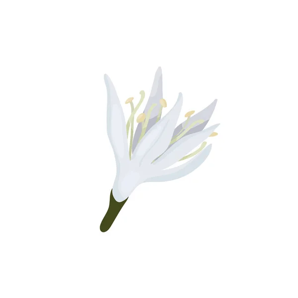 ベクターイラストは 漫画風のコーヒー木の白い背景の花芽に隔離されています コーヒーの花の繊細な白い花弁 — ストックベクタ