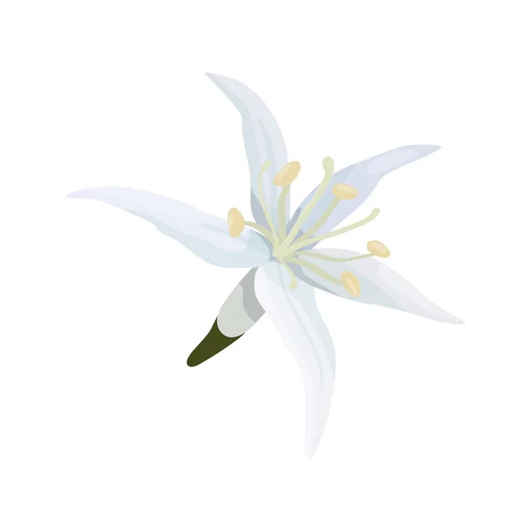 Vector Illustration Isolate White Background Open Flower Bud Coffee Tree — Stock Vector