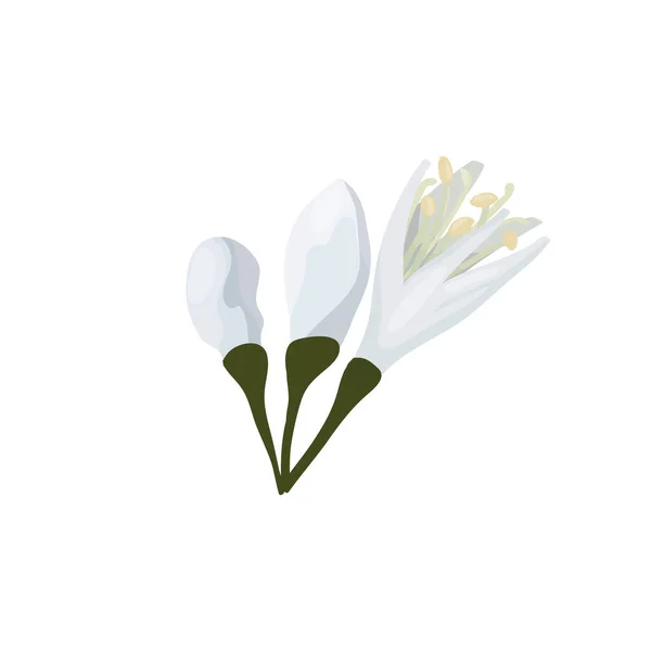 Ilustración Vectorial Aislar Sobre Fondo Blanco Tres Brotes Flores Árbol — Archivo Imágenes Vectoriales