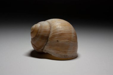 Stüdyoda büyük bir üzüm salyangozunun sarmal kabuğunun yatay yakın çekimi.