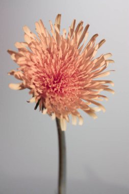 Pembe çiçek gri arka planda bir stüdyoda yatay olarak çekilmiş.