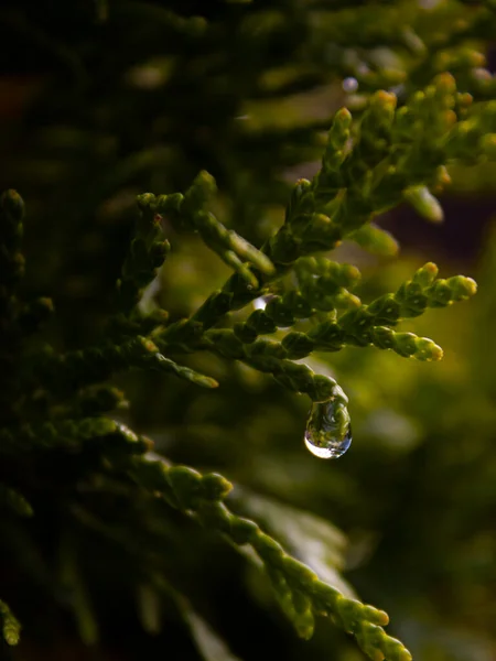 Foto Cerca Gota Agua Punta Del Follaje Verde Suave Entre —  Fotos de Stock