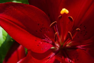 Nilüfer çiçeğinin makro fotoğrafçılığı parlak kırmızı yapraklar, kırmızı iplikler ve polen taşıyan önde gelen kahverengi anterler.