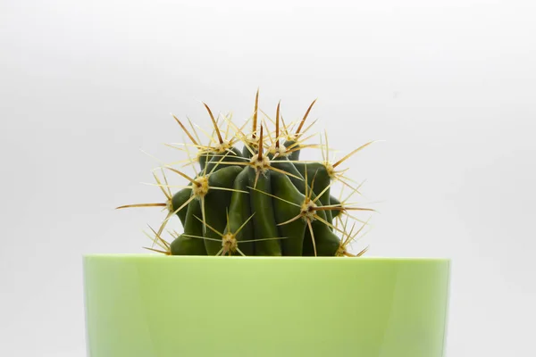 Gros Plan Image Objet Une Plante Fraîche Cactus Dans Pot — Photo