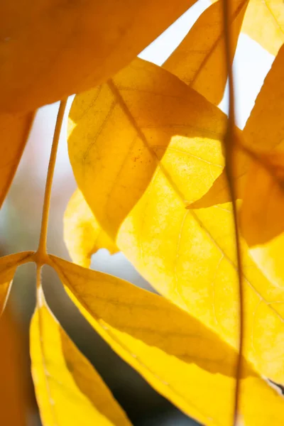 Zbliżenie Jasne Fotografia Żółtych Liści Drzewa Lesie Październiku — Zdjęcie stockowe
