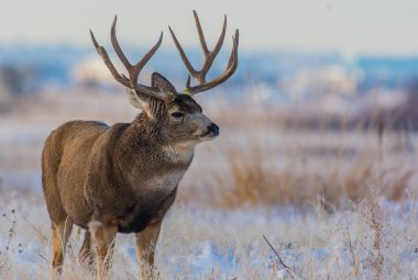 Large Mule Deer Buck in a Snowy Field clipart