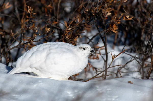 Weißschwanz Tarmigan Wintergefieder — Stockfoto