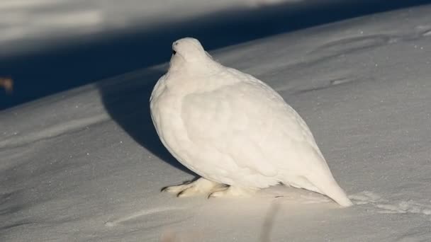 Tarmigan Cola Blanca Plumaje Blanco Invierno Vagando Por Ladera Nevada — Vídeo de stock