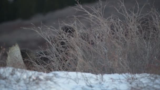 Large Bull Jávorszarvas Közelkép Élelmiszer Hóban Keresi Fel — Stock videók