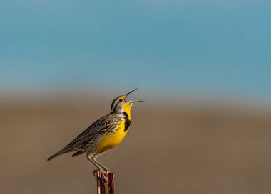 A Western Meadowlark Singing on a Summer Morning clipart