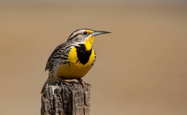 A Western Meadowlark Perched on a Fence Post on the Prairie clipart