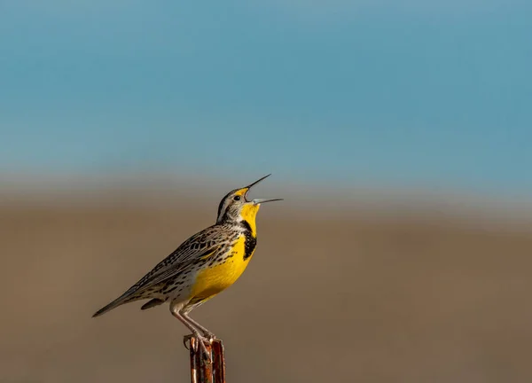 Bir Batı Meadowlark Bir Yaz Sabahında Şarkı Söylüyor — Stok fotoğraf
