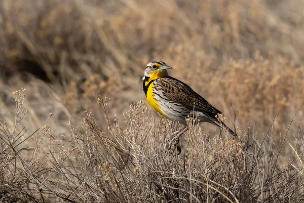 Western Meadowlark Empoleirado Bush Nas Planícies Colorado — Fotografia de Stock