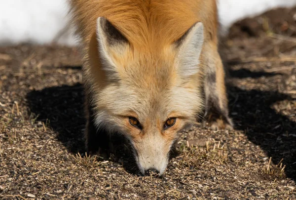 Piękny Red Fox Wiosenny Poranek — Zdjęcie stockowe