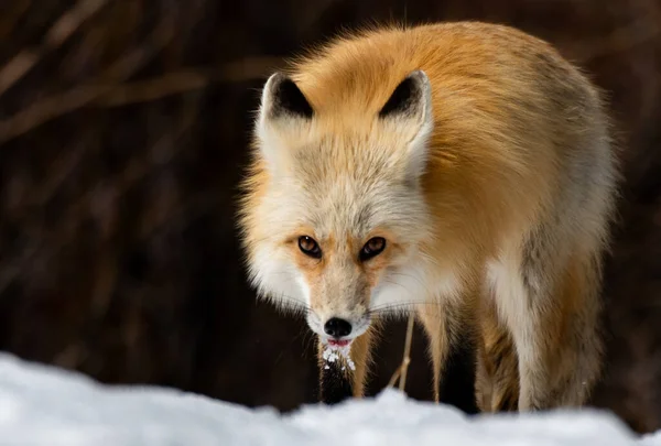Piękny Red Fox Wiosenny Poranek — Zdjęcie stockowe