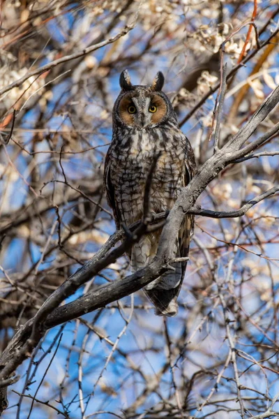 Long Eared Owl Roosting Daytime — Stock Photo, Image