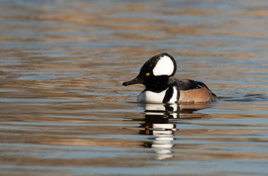 A Beautiful Male Hooded Merganser Swimming in a Pond clipart