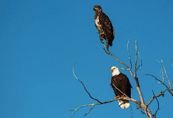 Genitore Aquila Calvo Giovane Appollaiato Albero — Foto Stock