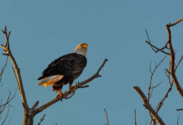 Ein Ausgewachsener Weißkopfseeadler Hockte Bei Tagesanbruch Einem Baum — Stockfoto