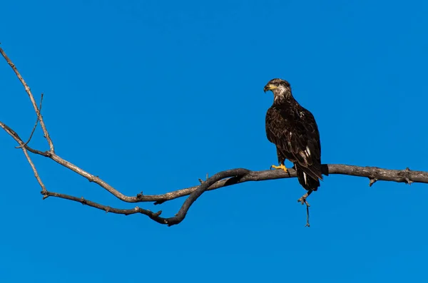 Una Giovane Aquila Calva Appollaiata Ramo — Foto Stock