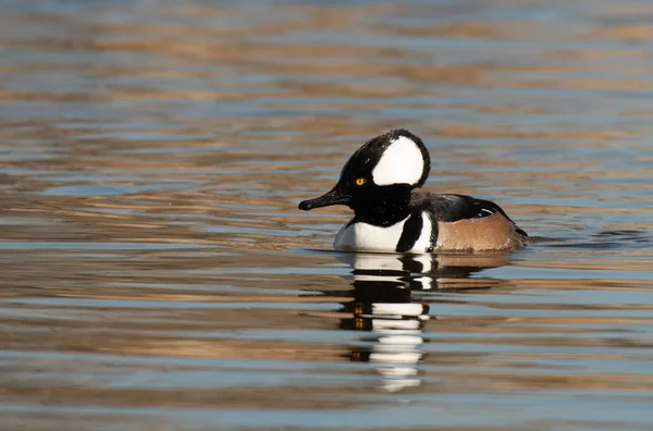 Krásný Muž Kapucí Merganser Plavání Rybníku — Stock fotografie