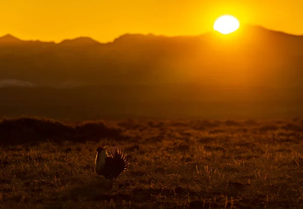 A Greater sage-grouse Silhouette at Sunrise
