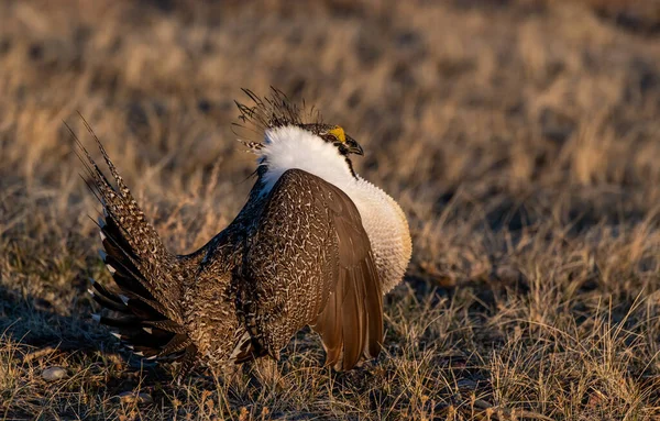 Greater Sage Grouse Roaming Lek Breeding Season — Stock Photo, Image