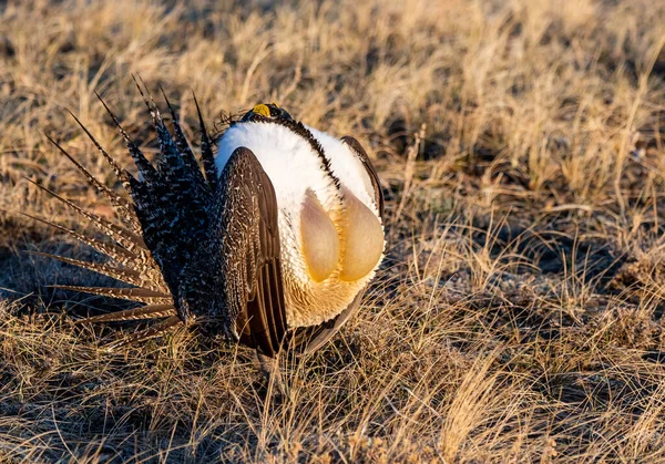 A Displaying Greater sage-grouse Roaming a Lek during the Breeding Season