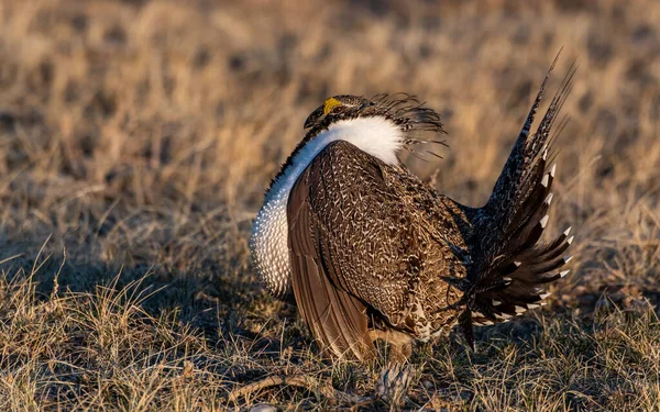 A Greater sage-grouse Roaming a Lek during the Breeding Season