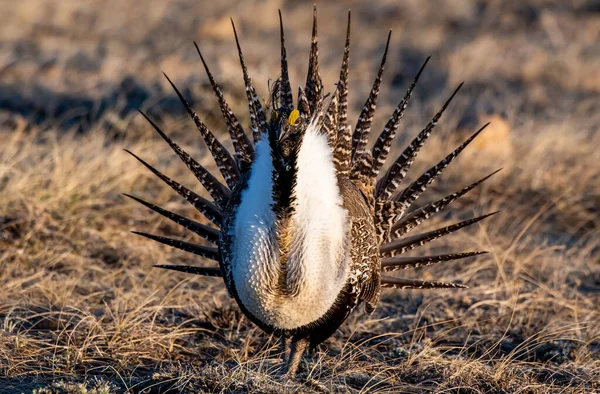 Une Belle Montrant Mâle Grand Sage Tétras Lek — Photo